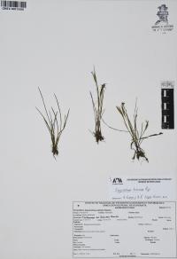 Sisyrinchium tolucense image